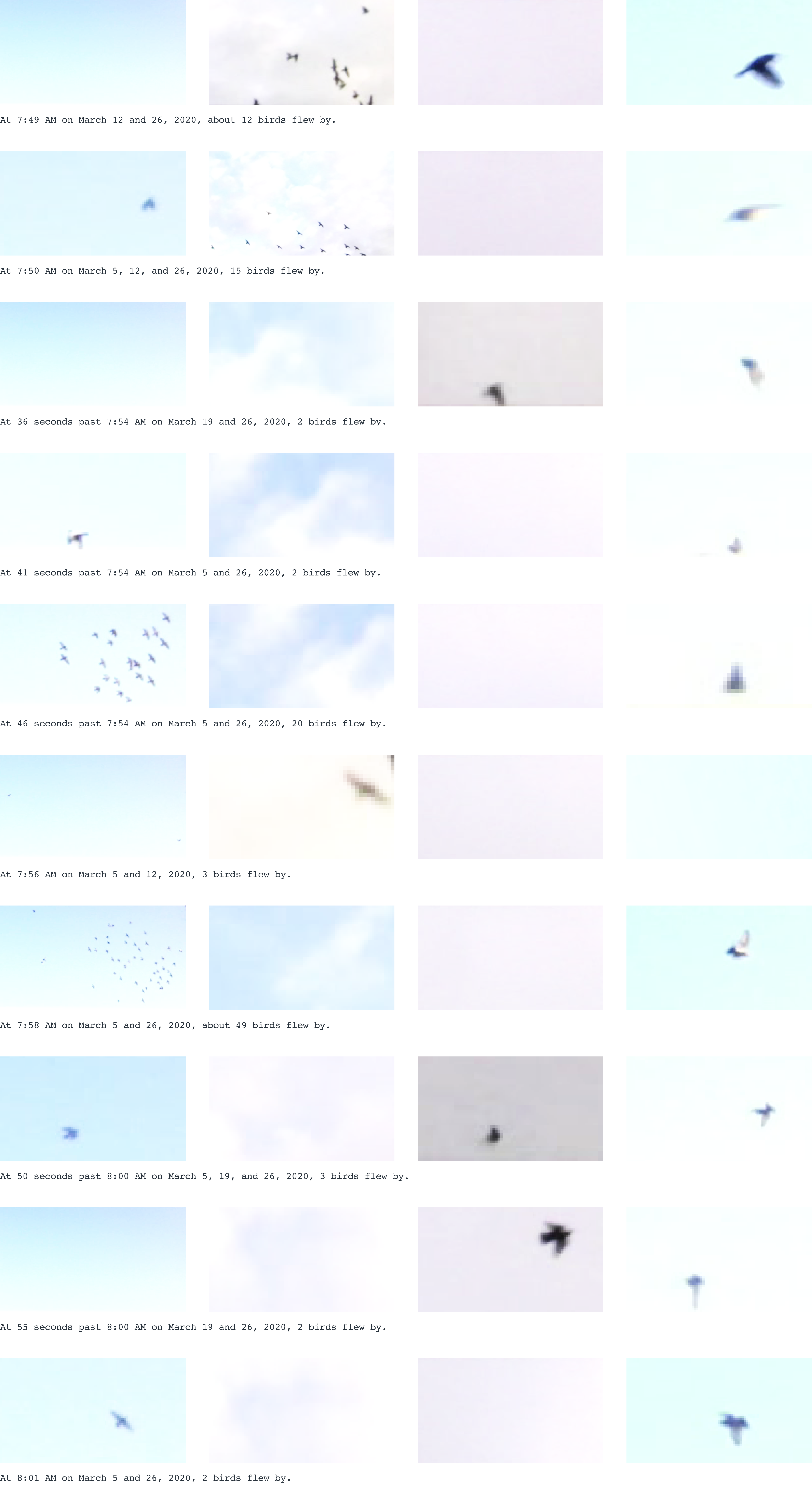 Synchronous occurences of birds at identical timestamps across different days.