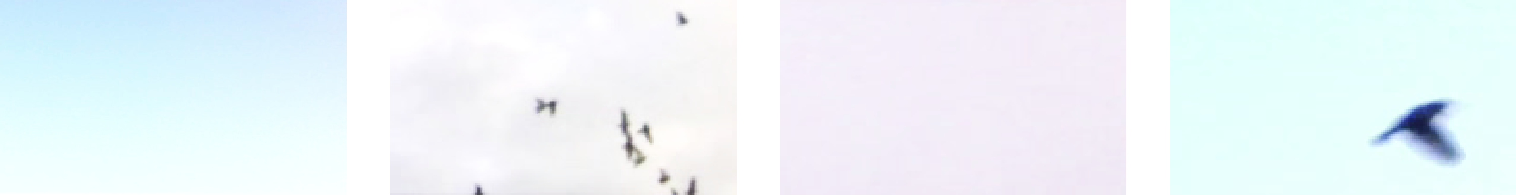 Synchronous occurences of birds at identical timestamps across different days.